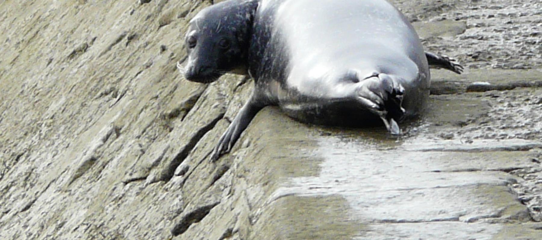 Phoque veau marin