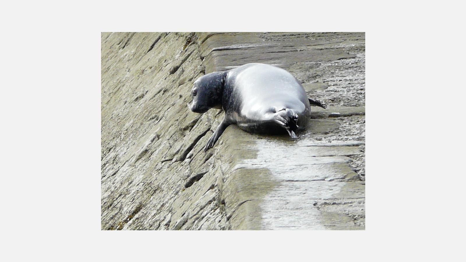 Phoque veau marin