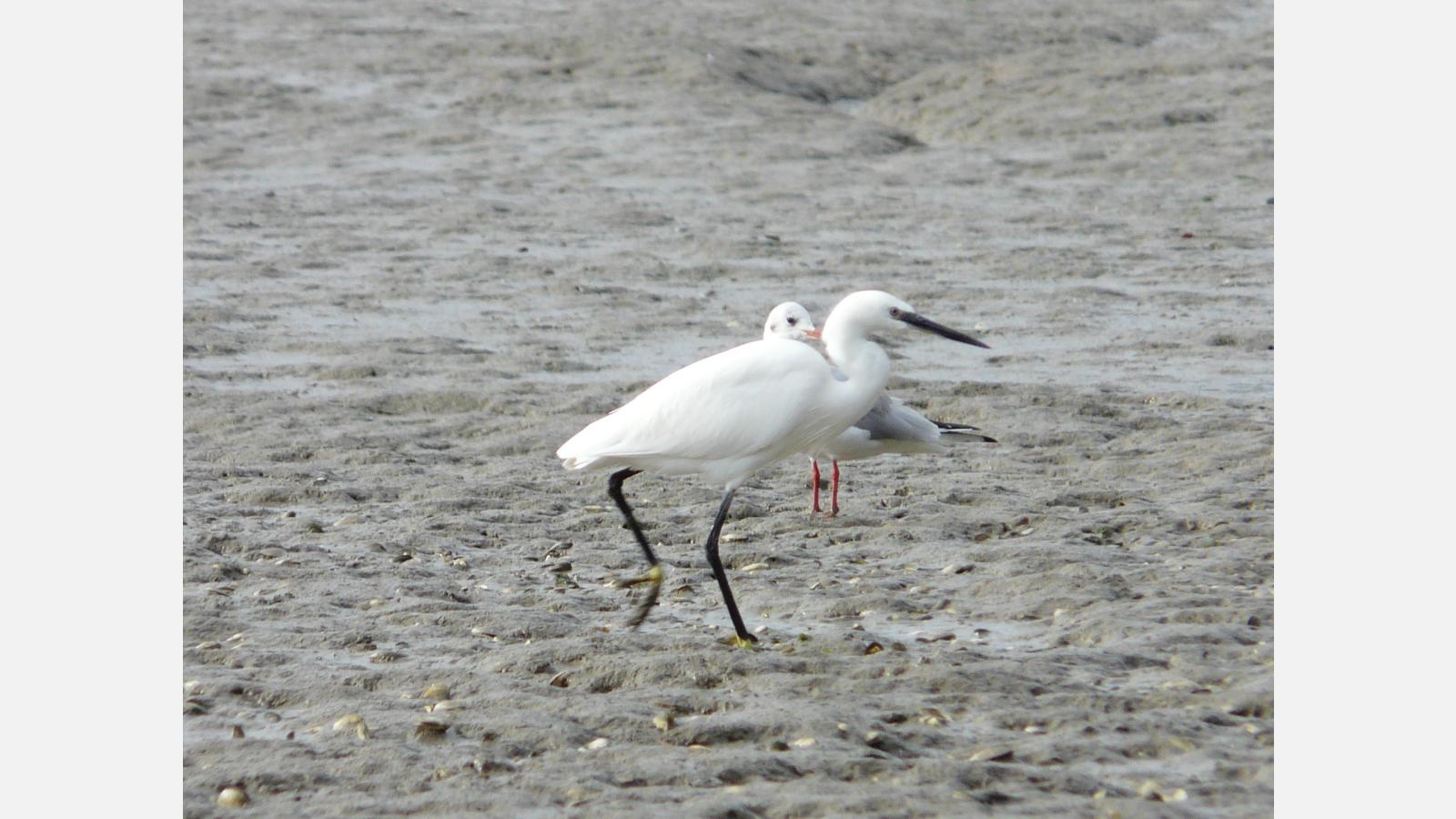 Aigrette garzette