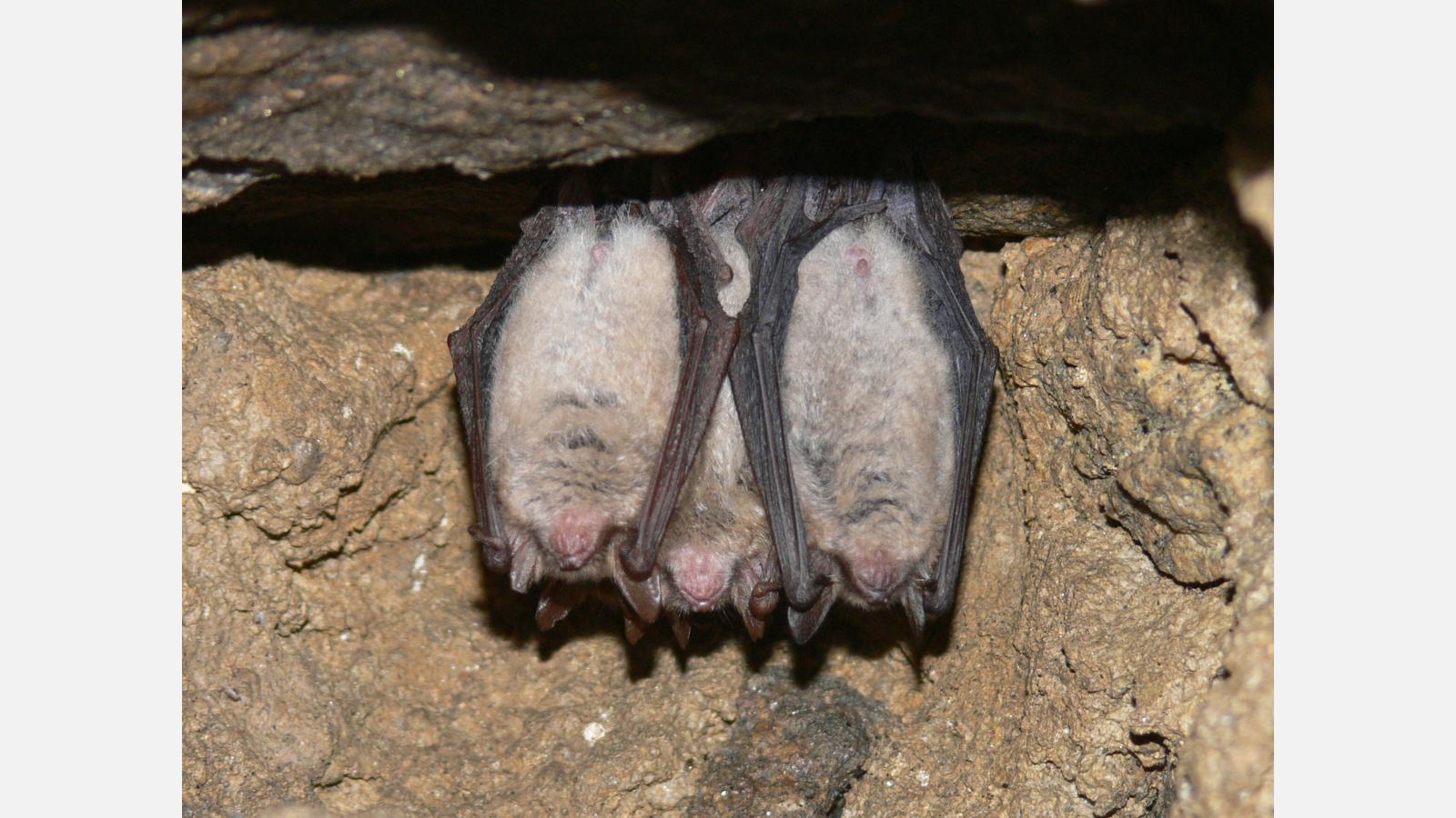 Murin à oreilles échancrées